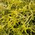 Chamaecyparis pisifera Gold Mop 215771